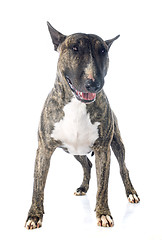 Image showing bull terrier