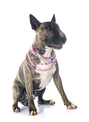 Image showing bull terrier