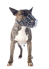 Image showing bull terrier and muzzle