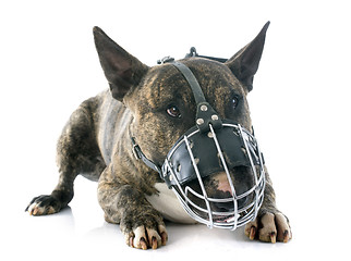 Image showing bull terrier and muzzle