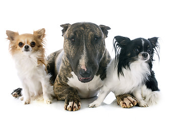 Image showing bull terrier and chihuahuas