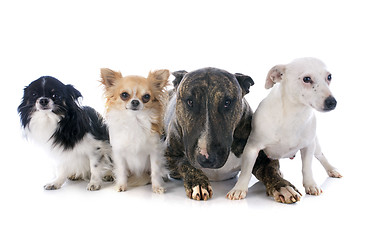 Image showing four dogs