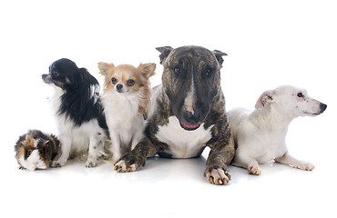 Image showing dogs and guinea pig