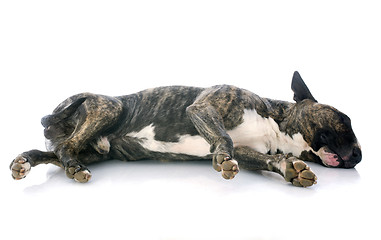 Image showing sleeping bull terrier