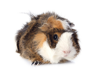 Image showing guineal pig