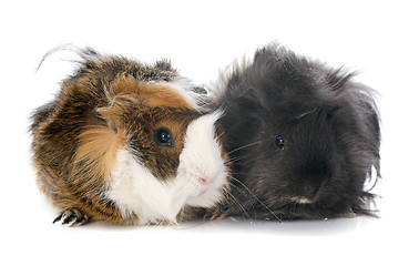 Image showing guineal pigs