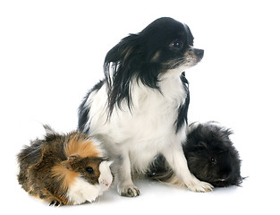 Image showing guineal pig and chihuahua