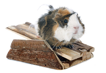 Image showing guineal pig