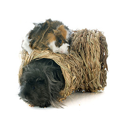 Image showing guineal pigs