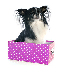 Image showing chihuahua in box