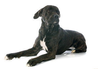 Image showing italian mastiff