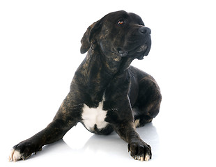 Image showing italian mastiff