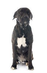 Image showing italian mastiff