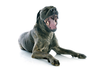 Image showing italian mastiff