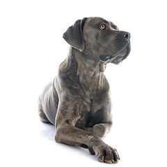 Image showing italian mastiff