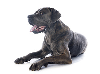 Image showing italian mastiff