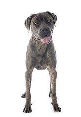 Image showing italian mastiff