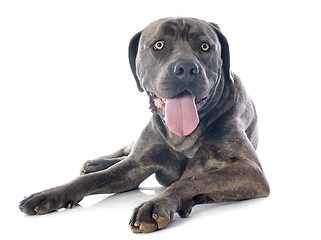 Image showing italian mastiff