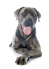 Image showing italian mastiff