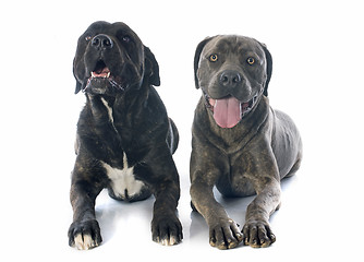 Image showing italian mastiff