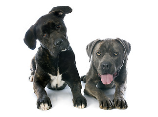 Image showing italian mastiff