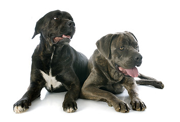 Image showing italian mastiff