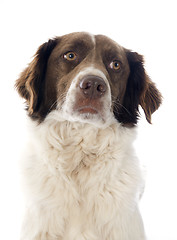 Image showing french spaniel