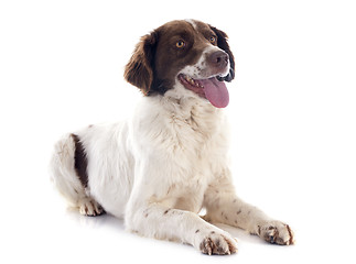 Image showing french spaniel