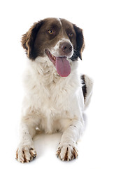 Image showing french spaniel