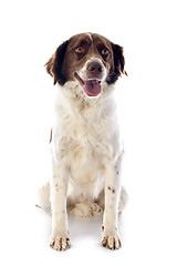 Image showing french spaniel