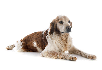 Image showing brittany spaniel