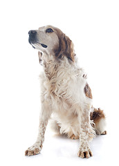 Image showing brittany spaniel