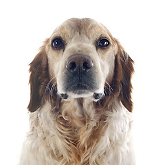 Image showing brittany spaniel