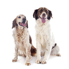 Image showing two spaniels