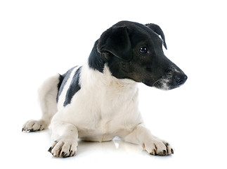 Image showing smooth fox terrier 