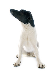 Image showing smooth fox terrier 