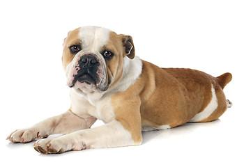 Image showing english bulldog 