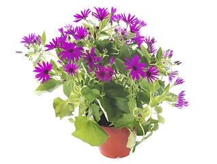 Image showing cineraire senetti 