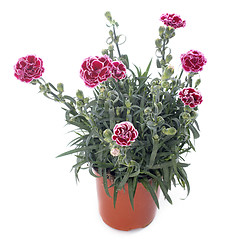 Image showing Dianthus caryophyllus