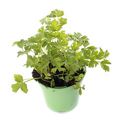 Image showing parsley in pot