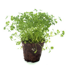 Image showing Chervil