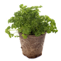 Image showing green curly parsley