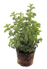 Image showing Oregano