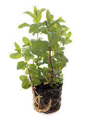 Image showing Mentha