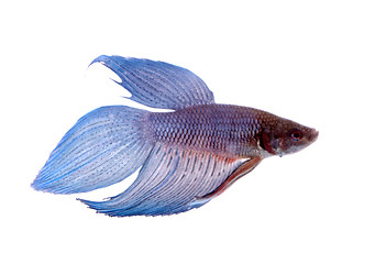 Image showing siamese fighting fish