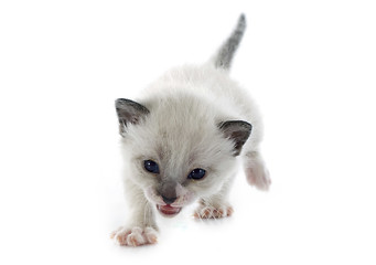 Image showing siamese kitten