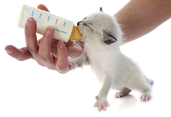 Image showing feeding siamese kitten