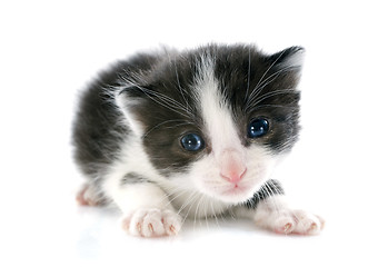 Image showing blacl and white kitten