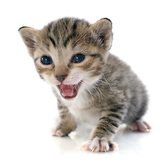 Image showing tabby kitten