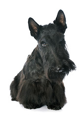 Image showing Scottish Terrier